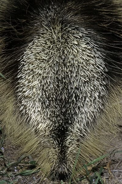 Porcupine - in defensive posture
