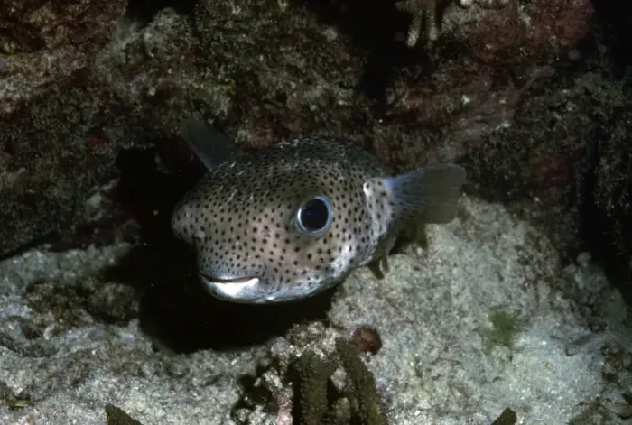 Framed Print : Porcupine Fish Framed Print : Porcupine Fish