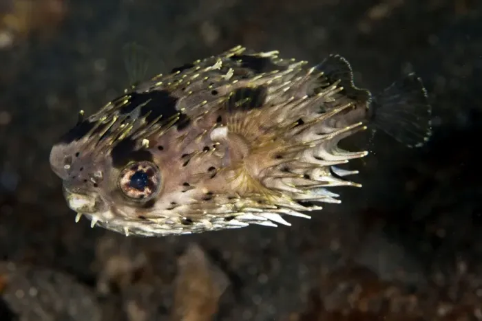 Framed Print : Porcupine Fish - Indonesia Framed Print : Porcupine Fish - Indonesia
