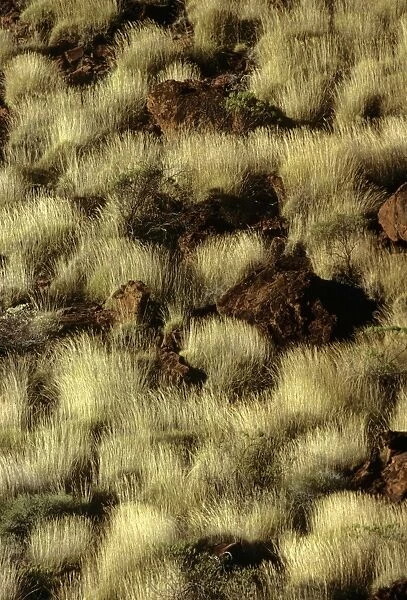 Porcupine Grass - Finke Gorge National Park, Northern Territory, Australia JPF09719