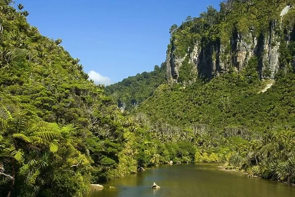 Pororari Gorge limestone gorge of the Pororari river with lush rainforest vegetation including Nikau Palms on both sides Paparoa National Park, West Coast, South Island, New Zealand