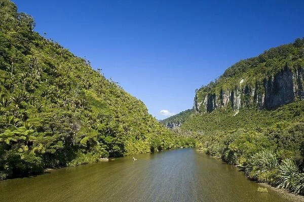 Pororari Gorge limestone gorge of the Pororari river with lush rainforest vegetation including Nikau Palms on both sides Paparoa National Park, West Coast, South Island, New Zealand