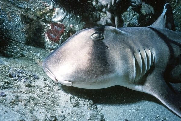 Port Jackson  /  Horned Shark - A shell eater, considered harmless to humans. Virtually a living fossil
