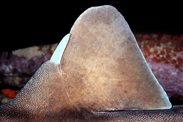 Port Jackson  /  Horned Shark - Showing tusk or horn on dorsal fin. New South Wales. Australia PJA-004