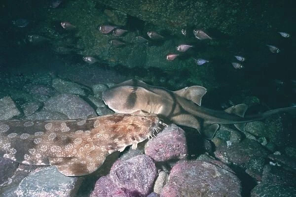 Port Jackson  /  Horned Shark and a Wobbygong Shark (Orectolobus maculatus) - Resting together in a cave Seal Rocks, New South Wales, Australia PJA-005