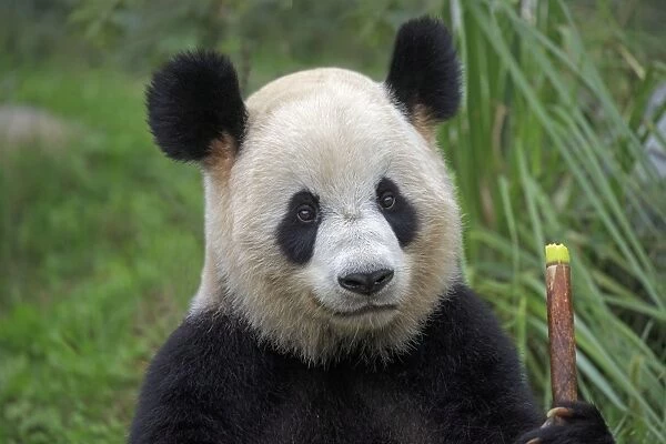 Portrait of a Giant Panda