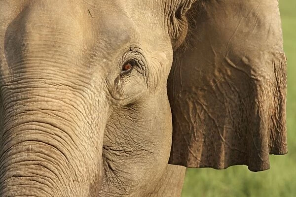 Portrait of Indian  /  Asian Elephant Corbett National Park, Uttaranchal, India