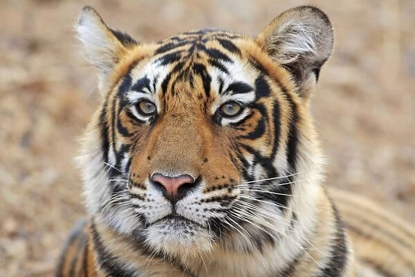 Portrait of Royal Bengal Tiger, Ranthambhor National Park, India
