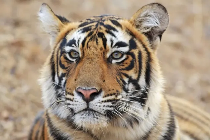 Framed Print : Portrait of Royal Bengal Tiger, Ranthambhor National Park, India Framed Print : Portrait of Royal Bengal Tiger, Ranthambhor National Park, India