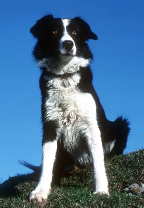 Framed Print : Portrait of sheepdog border collie Cotswolds UK Framed Print : Portrait of sheepdog border collie Cotswolds UK