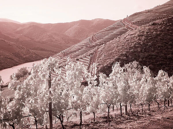 Portugal, Douro Valley. Vineyards draping the hills Date: 07-07-2019