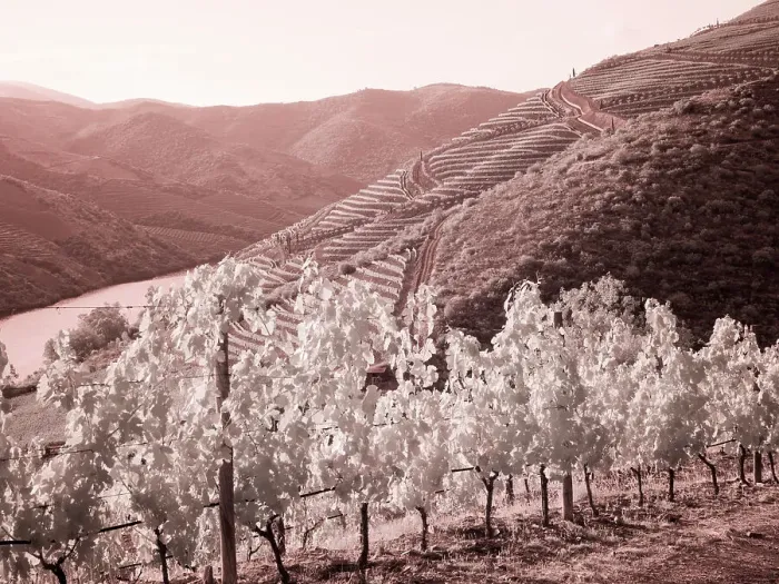 Framed Print : Portugal, Douro Valley. Vineyards draping the hills Date: 07-07-2019 Framed Print : Portugal, Douro Valley. Vineyards draping the hills Date: 07-07-2019