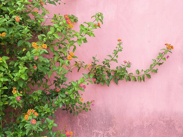 Portugal, Obidos. Colorful lantana vine growing against a pink wall. Date: 02-07-2019