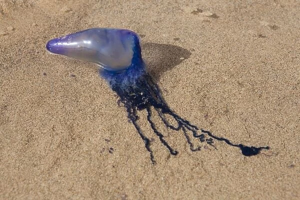 Portuguese Man O war  /  Bluebottle jellifish