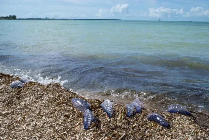 Framed Print : Portuguese Man-o'-War Jellyfish - stranded on shore Framed Print : Portuguese Man-o'-War Jellyfish - stranded on shore