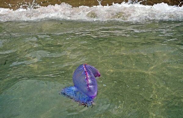 Portuguese Man o War - being washed ashore on the beach in Tobago