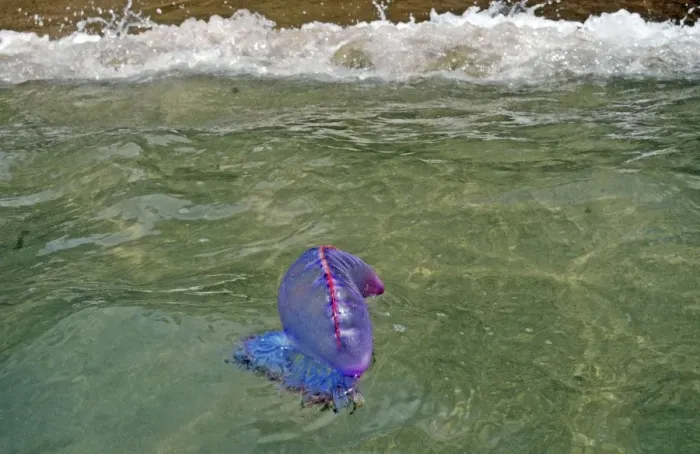 Framed Print : Portuguese Man o War - being washed ashore on the beach in Tobago Framed Print : Portuguese Man o War - being washed ashore on the beach in Tobago