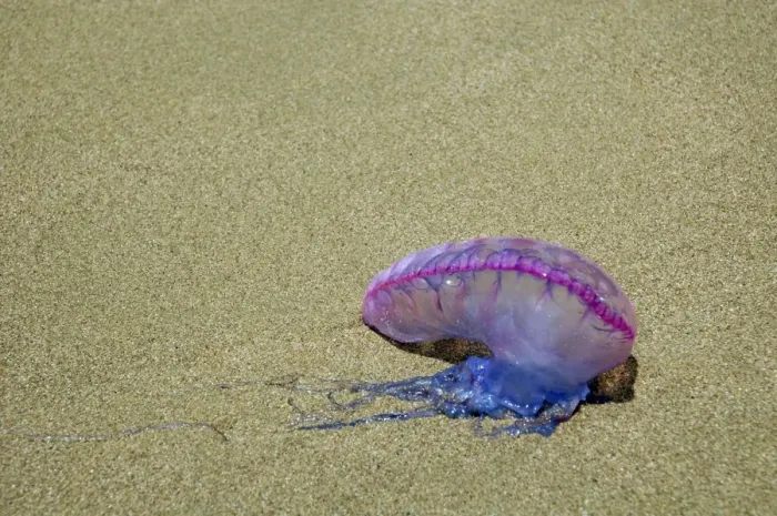 Framed Print : Portuguese Man o War - washed ashore on the beach in Tobago Framed Print : Portuguese Man o War - washed ashore on the beach in Tobago