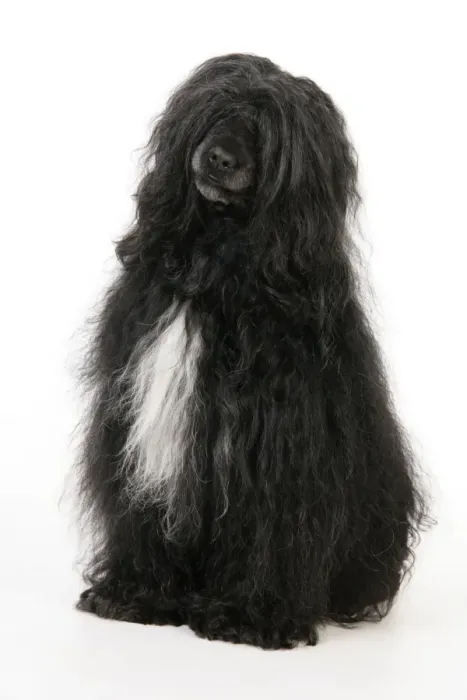 Framed Print : Portuguese Water Dog Framed Print : Portuguese Water Dog