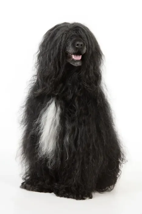 Framed Print : Portuguese Water Dog Framed Print : Portuguese Water Dog