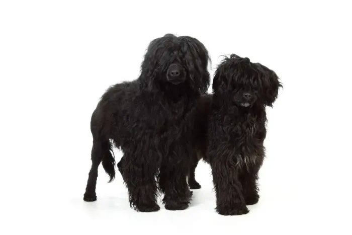 Framed Print : Portuguese Water Dog - with puppy (9 months old) Framed Print : Portuguese Water Dog - with puppy (9 months old)