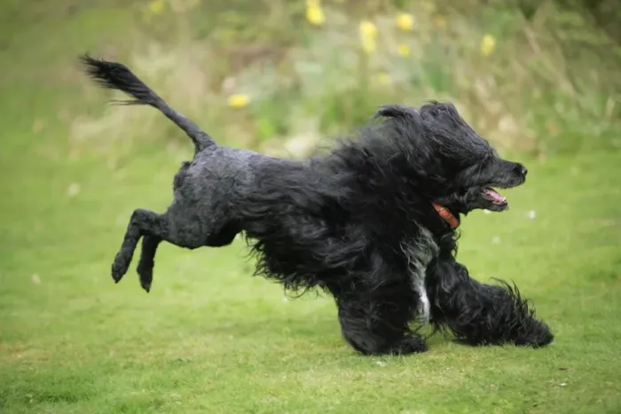 Framed Print : Portuguese Water Dog - running Framed Print : Portuguese Water Dog - running