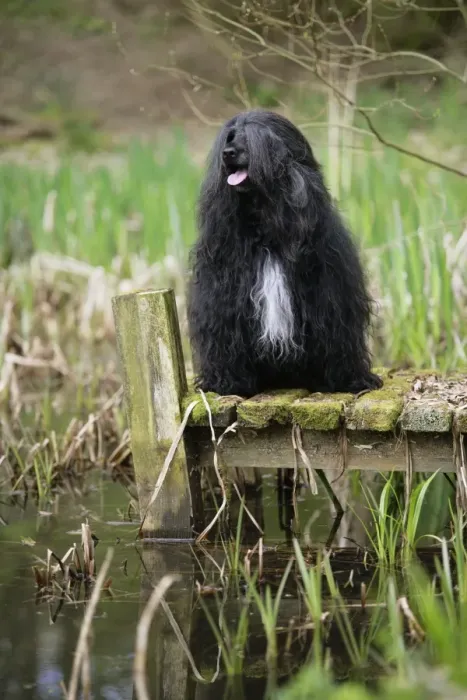 Framed Print : Portuguese Water Dog - sitting by water Framed Print : Portuguese Water Dog - sitting by water