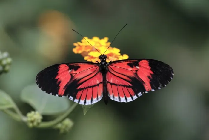 Framed Print : Postman Butterfly - feeding on flower, Emmen, Holland Framed Print : Postman Butterfly - feeding on flower, Emmen, Holland
