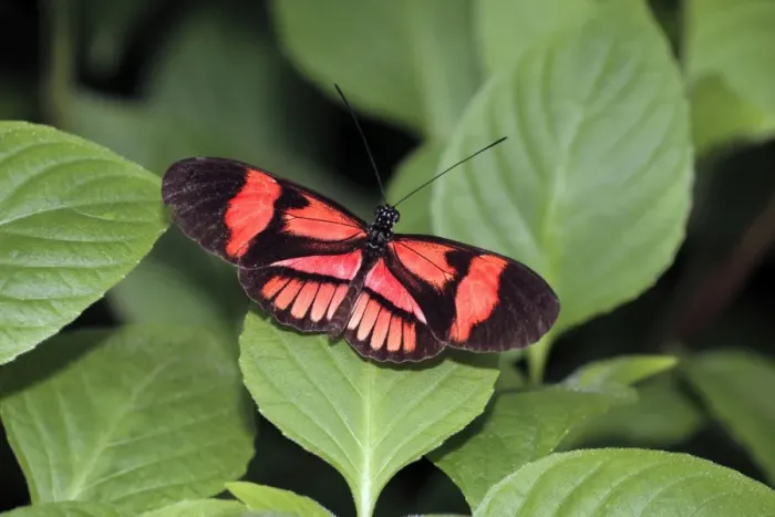Framed Print : Postman Butterfly - resting on leaf, Emmen, Holland Framed Print : Postman Butterfly - resting on leaf, Emmen, Holland