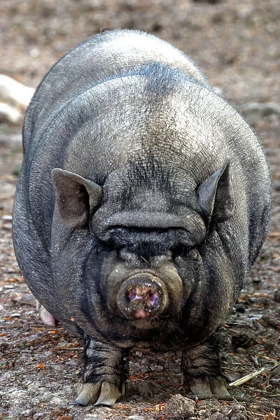 Pot-bellied Pig. PM-10139 Pot-bellied Pig Sus scrofa Pat Morris Please