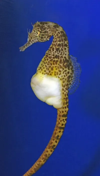 Framed Print : Pot-bellied Sea Horse - coasts of Australia and New Zealand Framed Print : Pot-bellied Sea Horse - coasts of Australia and New Zealand