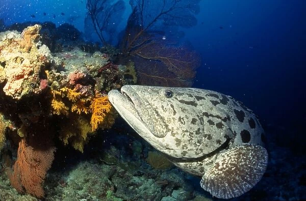 Potato Cod Osprey Reef, Coral Sea, Australia