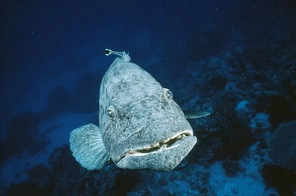 Potato Cod - front view with remora. Indian Ocean