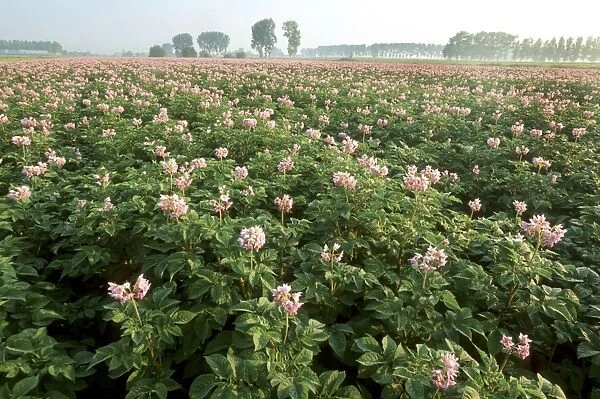 Potato field blooming Belgium