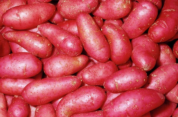 Potato - Red Thumb (Fingerling) variety Fam: Solanaceae Native to Western South America