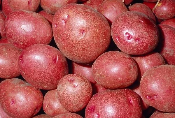Potato - Red variety Fam: Solanaceae Native to Western South America