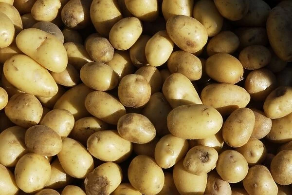 Potato - variety Grenaille d'Charlotte. France