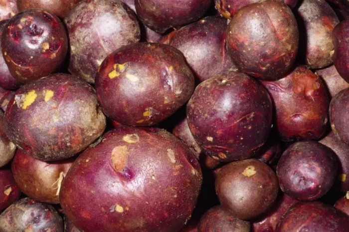 Framed Print : Potato - Viking Purple variety Fam: Solanaceae Native to Western South America Framed Print : Potato - Viking Purple variety Fam: Solanaceae Native to Western South America