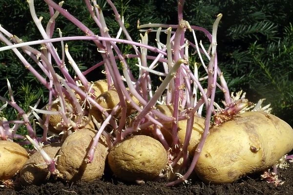 Potatos - sprouting  /  seed potatos - chitting'. Alsace - France