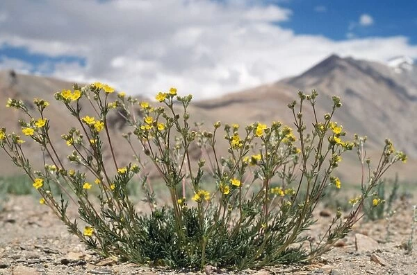 Potentilla Multifida Flowers - 15, 000 ft above sea level ChangThang Ladakh, India
