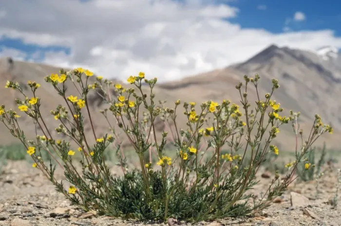 Framed Print : Potentilla Multifida Flowers - 15, 000 ft above sea level ChangThang Ladakh, India Framed Print : Potentilla Multifida Flowers - 15, 000 ft above sea level ChangThang Ladakh, India