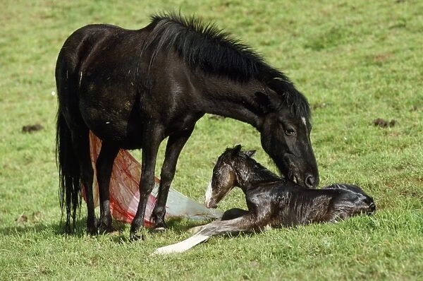 Pottok Horse - Mare & New Born Foal