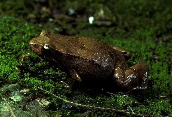 Pouched or Marsupial frog