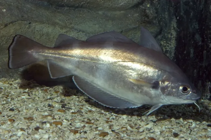 Framed Print : Pout / Bib- UK and European coasts, including North West Mediterranean. Shows sensory barbel below chin Framed Print : Pout / Bib- UK and European coasts, including North West Mediterranean. Shows sensory barbel below chin