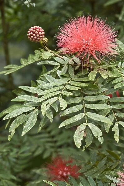 Powder Puff plant - flower and leaves - Asa Wright - Centre - Trinidad