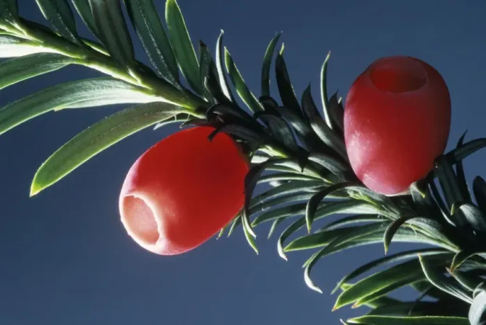 Framed Print : PPG-140. PPG-1140. YEW BERRIES - C / U. Taxus baccata Framed Print : PPG-140. PPG-1140. YEW BERRIES - C / U. Taxus baccata