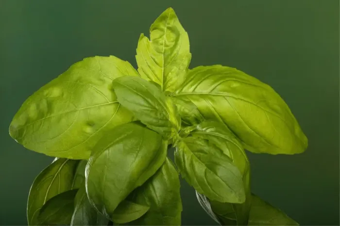 Framed Print : Basil. PPG-1778. Basil. Pascal Goetgheluck Framed Print : Basil. PPG-1778. Basil. Pascal Goetgheluck