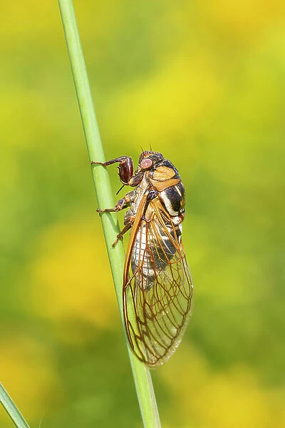 Prairie Cicada (Megatibicen dorsatus) Marion County, Illinois. Date: 08-08-2020