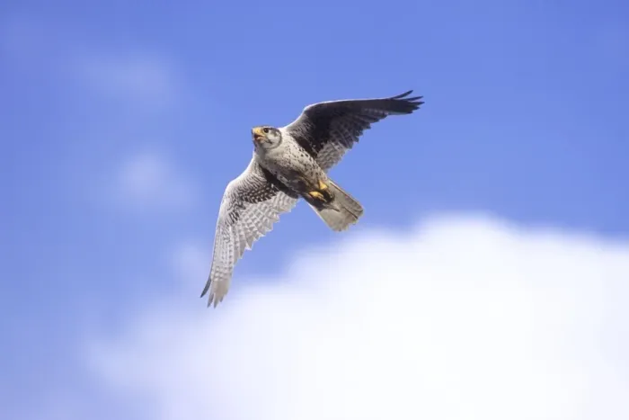Framed Print : Prairie Falcon - in flight. Wyoming in July Framed Print : Prairie Falcon - in flight. Wyoming in July