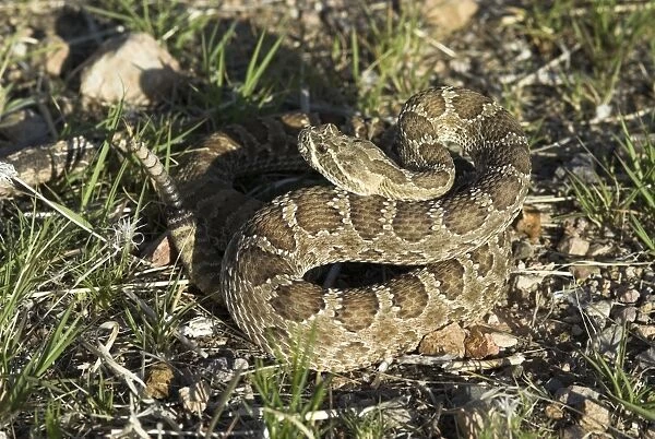 Prairie Rattlesnake. Coiled with rattle showing. Arizona, USA